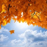 autumn image - resized 1