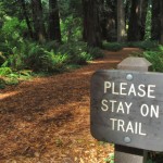 trail sign in giant redwood forest